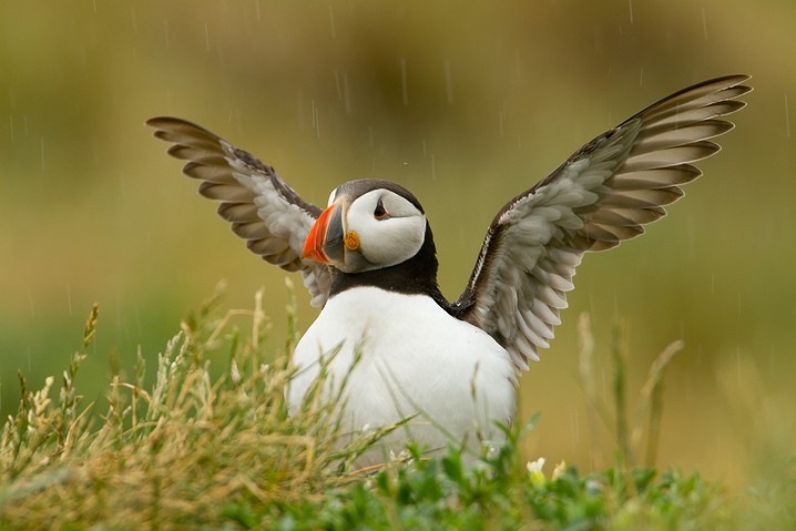 Papageitaucher Fratercula arctica Atlantic Puffin